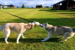 Yuki i Matcha